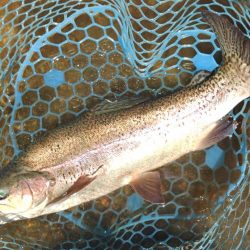 ミノーイングを楽しむ ～フィッシングパーク高島の泉～